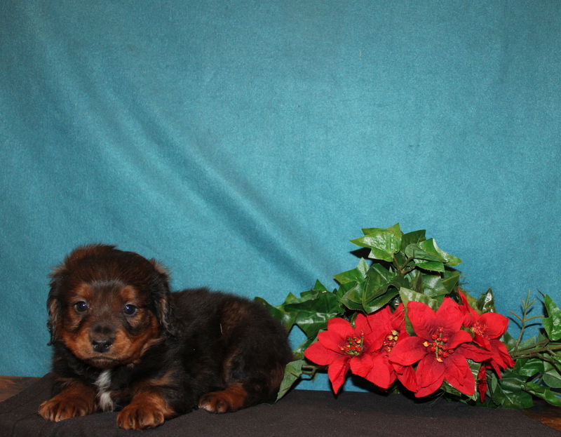 puppy, for, sale, Mini Bernedoodle, Matthew B. Stoltzfus, dog, breeder, Gap, PA, dog-breeder, puppy-for-sale, forsale, nearby, find, puppyfind, locator, puppylocator, aca